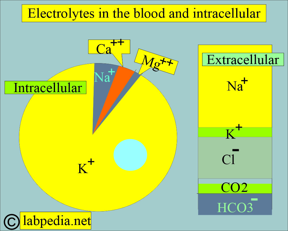 Electrolytes distribution in the cells and extracellular space