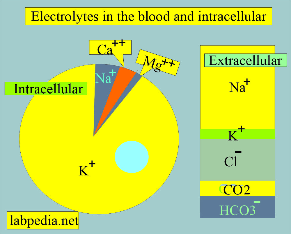 Electrolytes distribution extracellular and intracellular