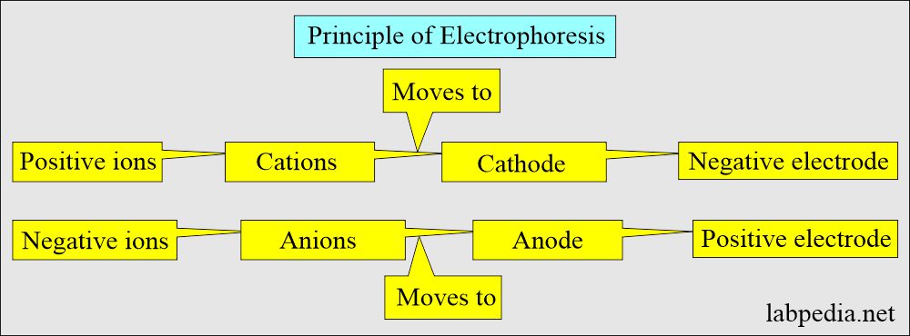 Serum Protein Electrophoresis: Principle of Electrophoresis 