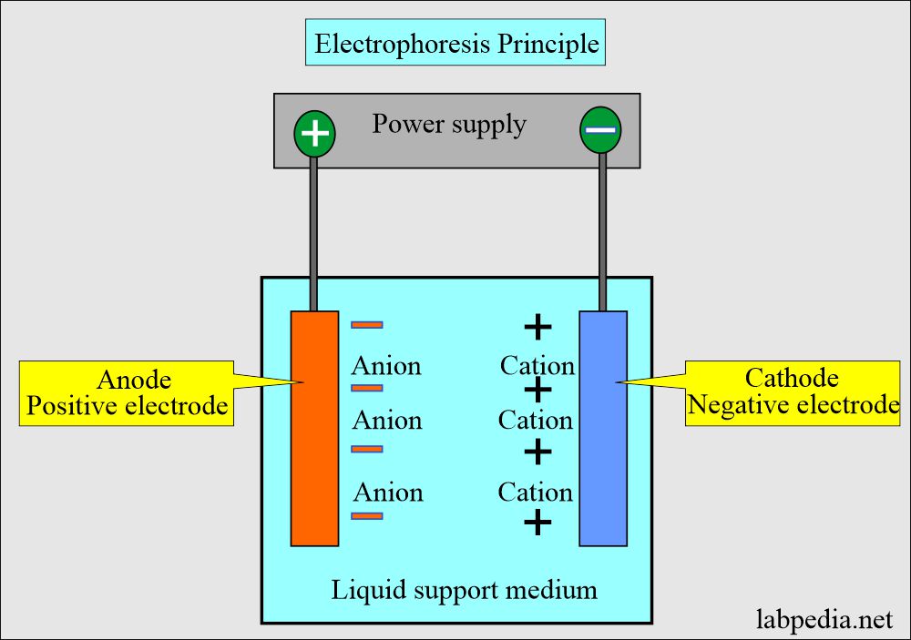 Electrophoresis principle