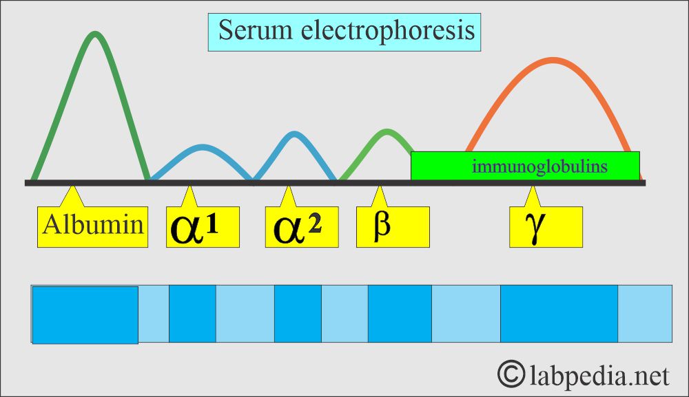 Electrophoresis serum