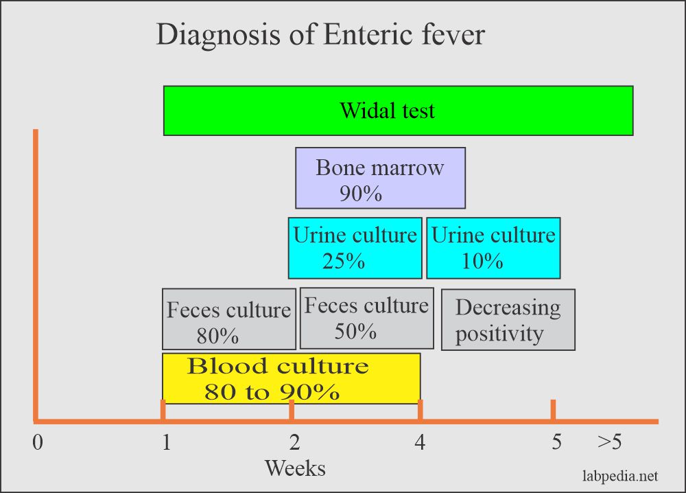 Enteric Fever:- Part 1 – Typhoid Fever (Salmonella typhi), Diagnosis and Treatment