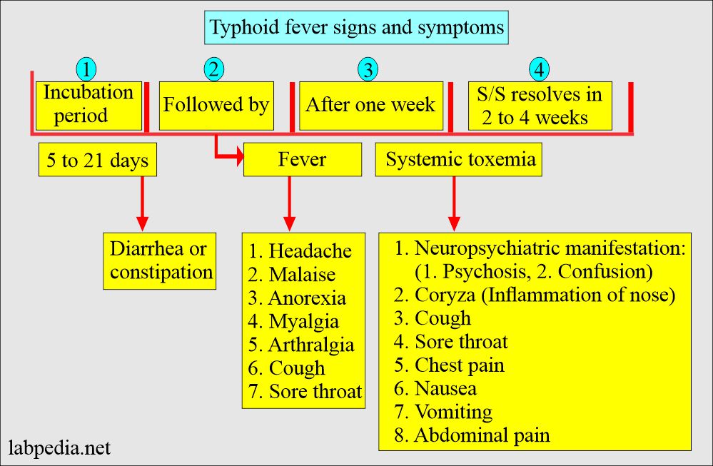 Enteric fever signs and symptoms