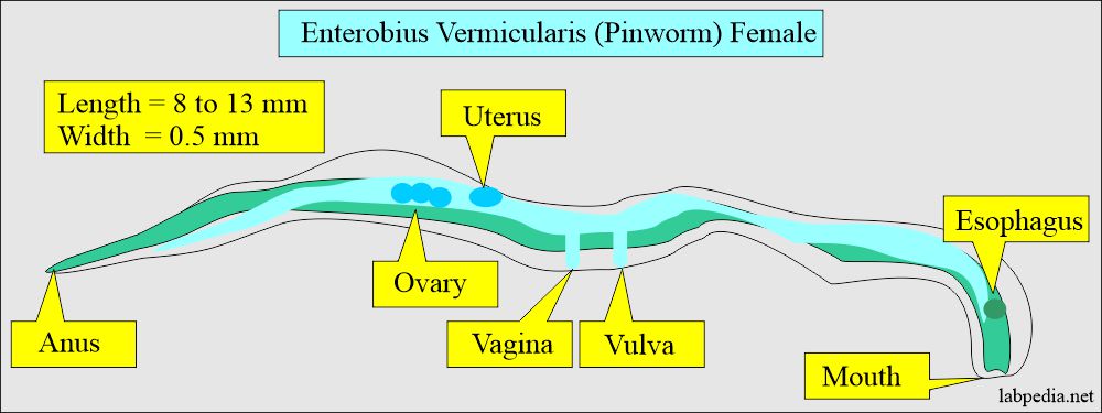 Enterobius Vermicularis female