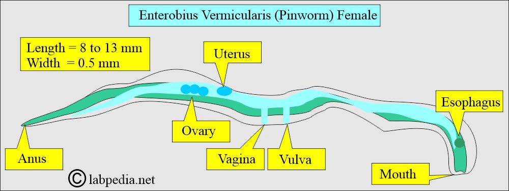 Enterobius vermicularis female Enterobius vermicularis female