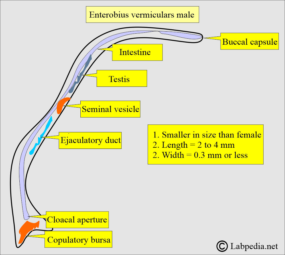 Enterobius vermicularis male Enterobius vermicularis male