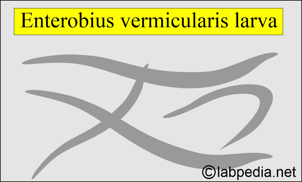 Enterobius vermicularis larva Enterobius vermicularis larva