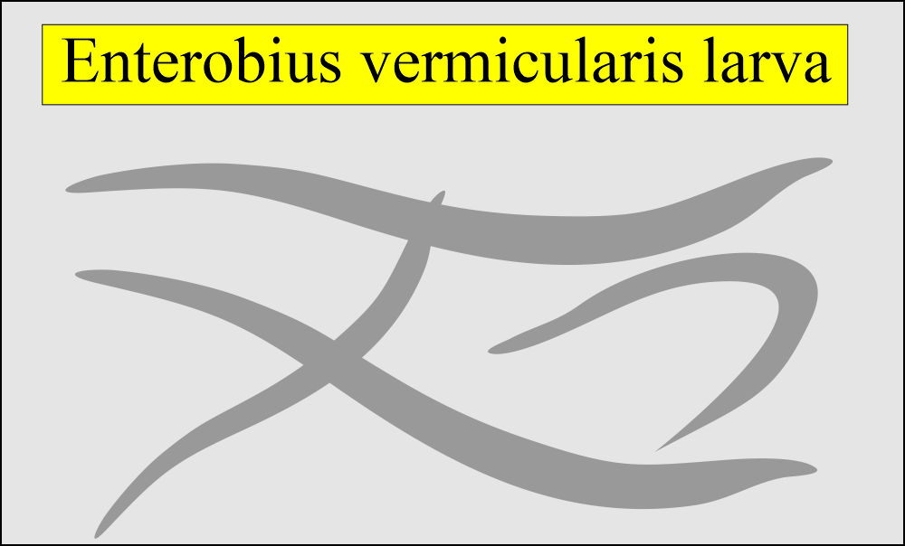 Enterobius Vermicularis (Pinworms): Enterobius vermicularis larva