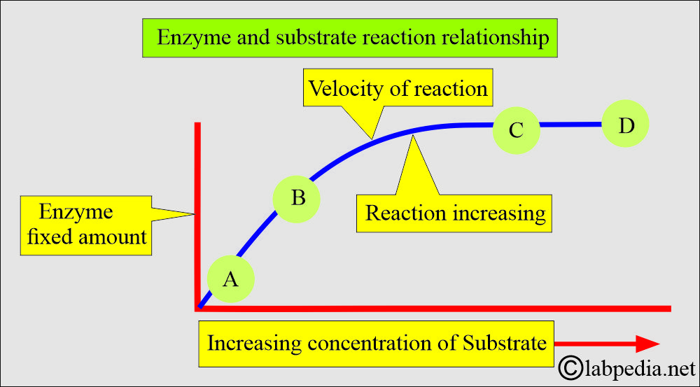Enzyme and substrate relation Enzyme and substrate relation