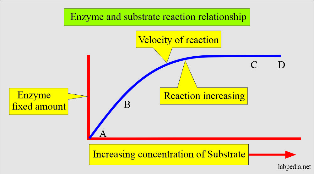 Enzyme and substrate relationship