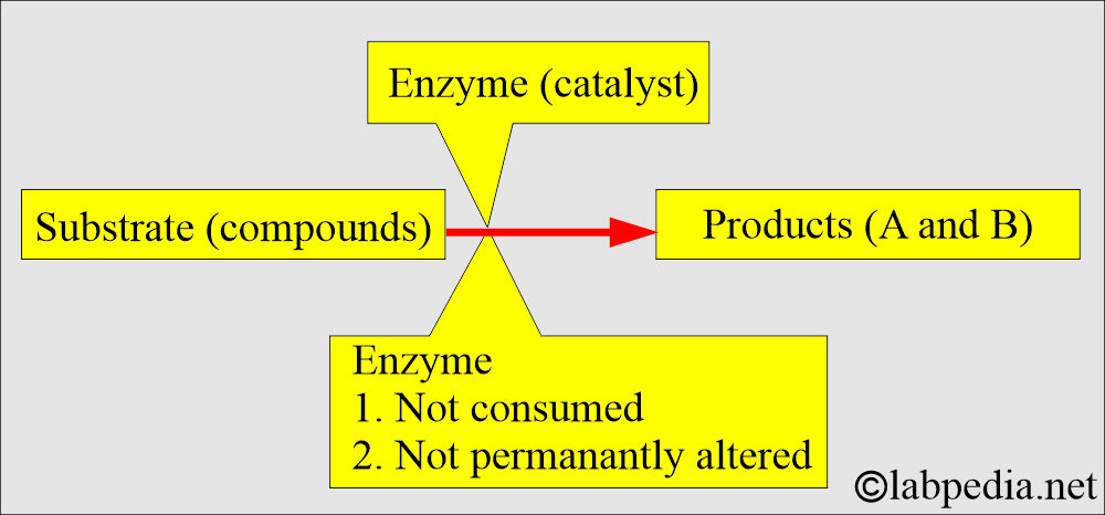 Enzymes role in the chemical reaction