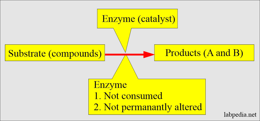 Enzymes:- Part 1 –  Introduction of Enzymes