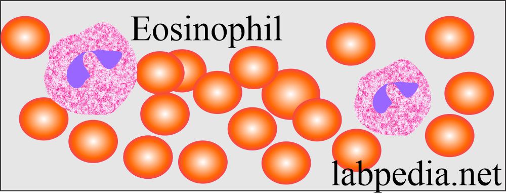 Eosinophils in peripheral blood smear