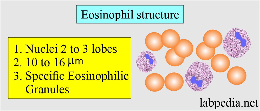 Eosinophil's structure
