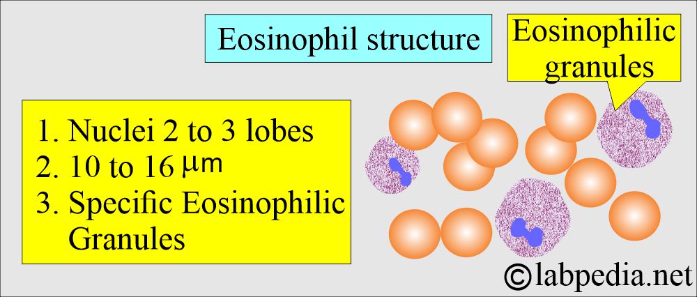 Eosinophil structure