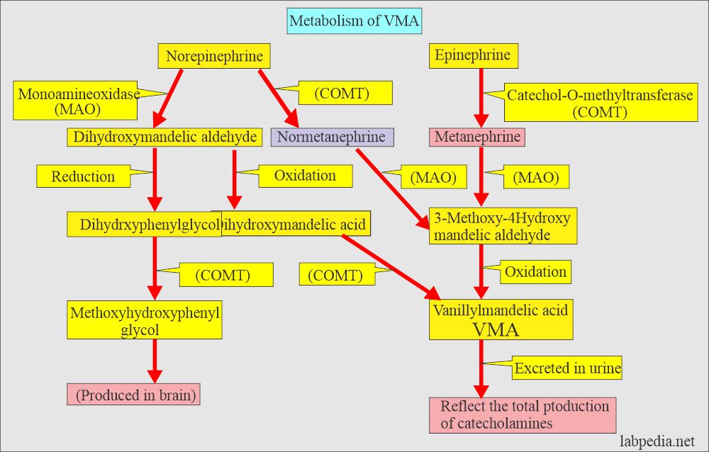 Epinephrine and Norepinephrine, and VMA metabolism