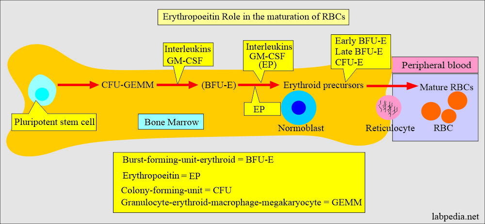 Erythropoietin role in RBC maturation