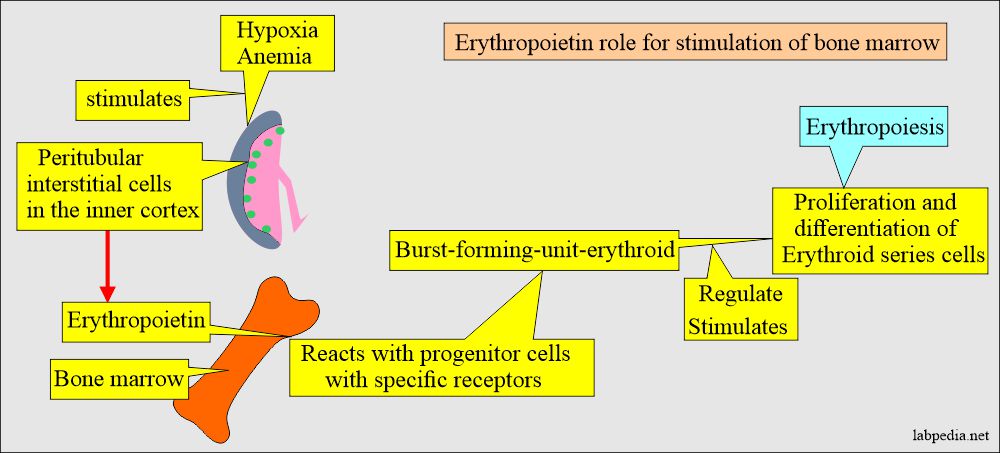 Role of Erythropoietin produced by the kidney