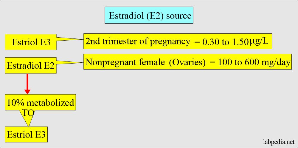 Estradiol E2, and E3 source