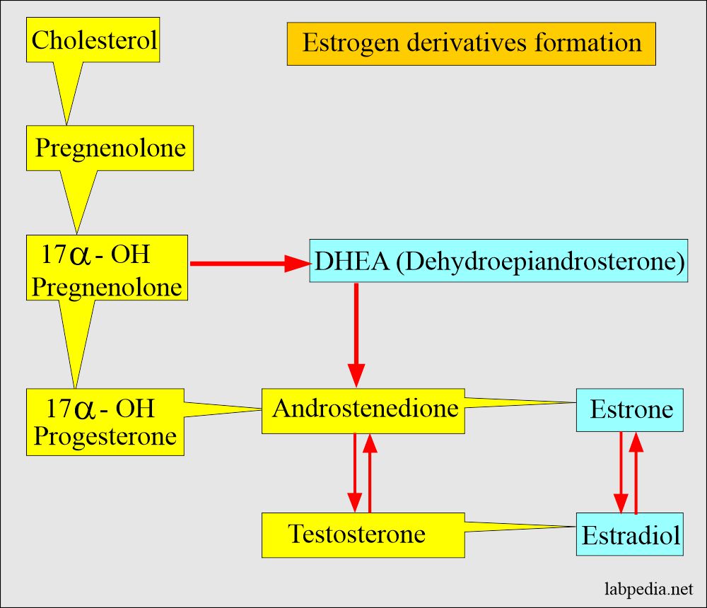 Estrogen derivative formation 
