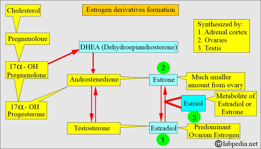 Estrogen derivates formation