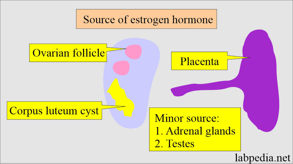 Estrogen hormone source