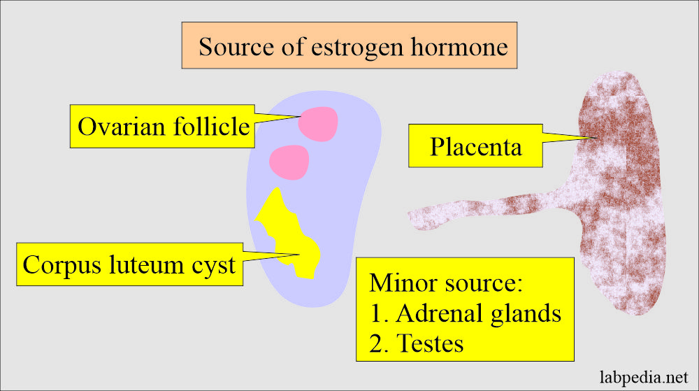 Estrogens = Estrone E1, Estradiol E2, Estriol E3