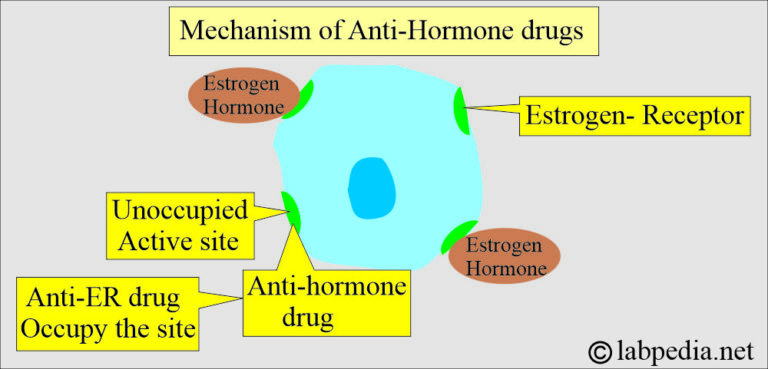 Estrogen/Progesterone Receptor Assay (ER/PR Receptor Assay) - Labpedia.net