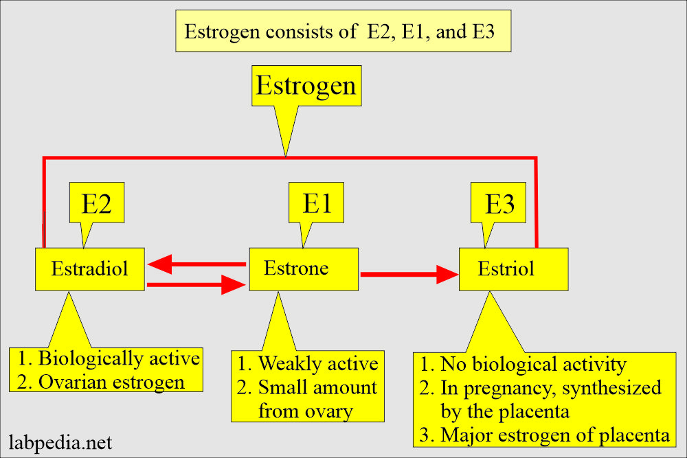 Estrogen types and synthesize sites
