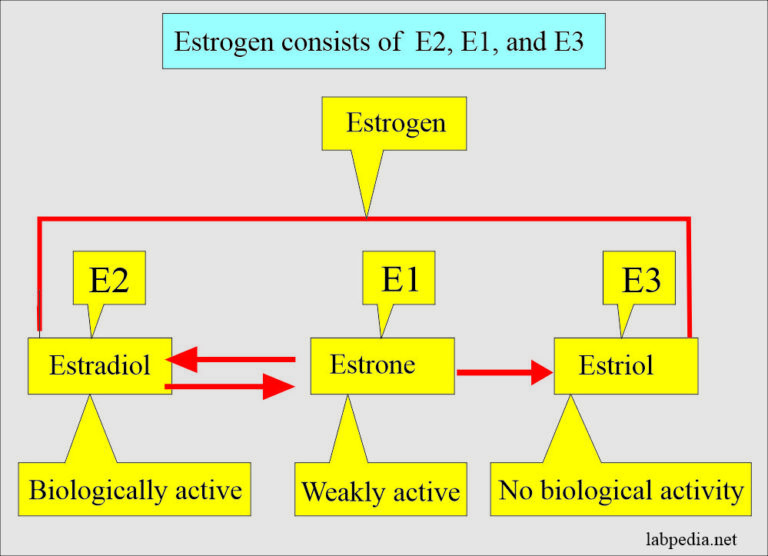 Estrogens = Estrone E1, Estradiol E2, Estriol E3 - Labpedia.net