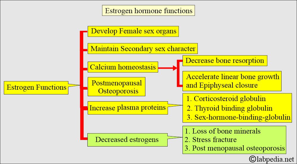 Estrogen hormone functions