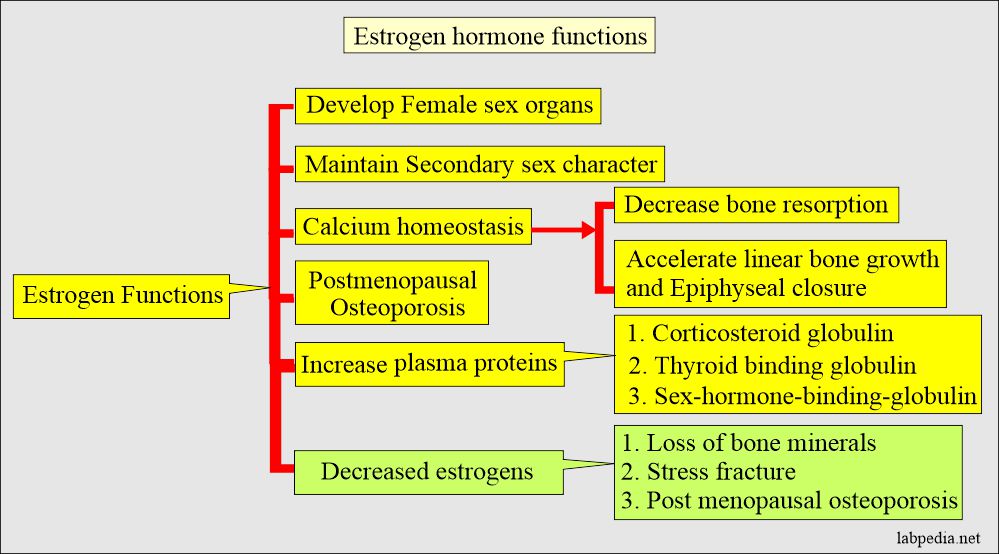 Estrogen hormone functions