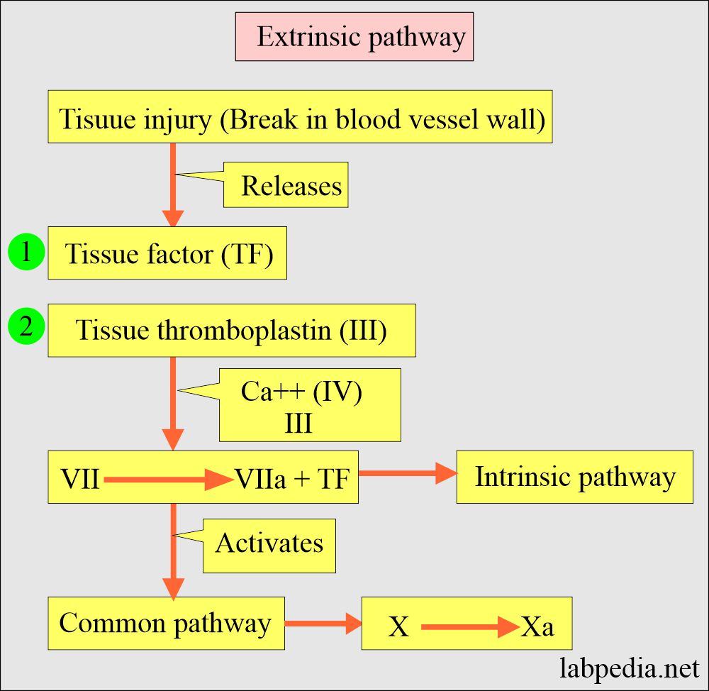 Blood coagulation process: Extrinsic pathway 