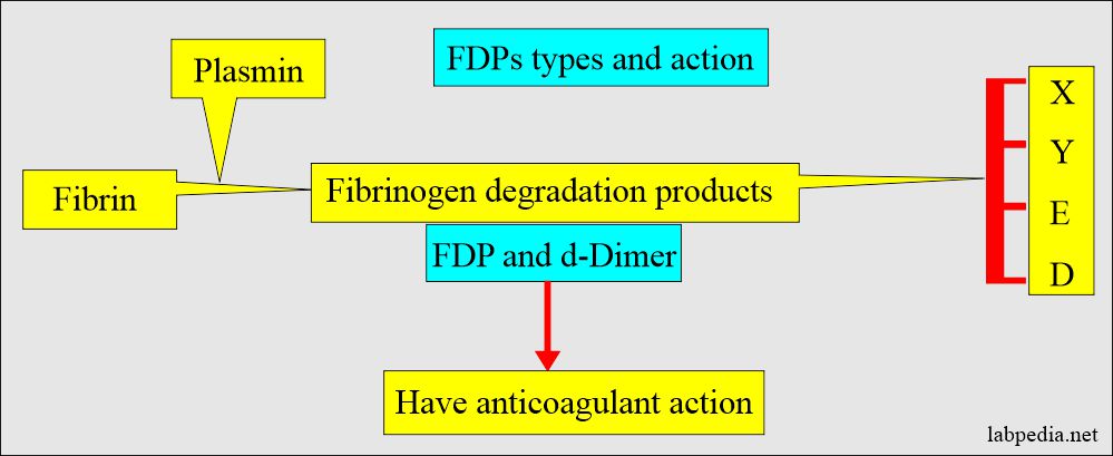 Fibrinogen degradation product types and action