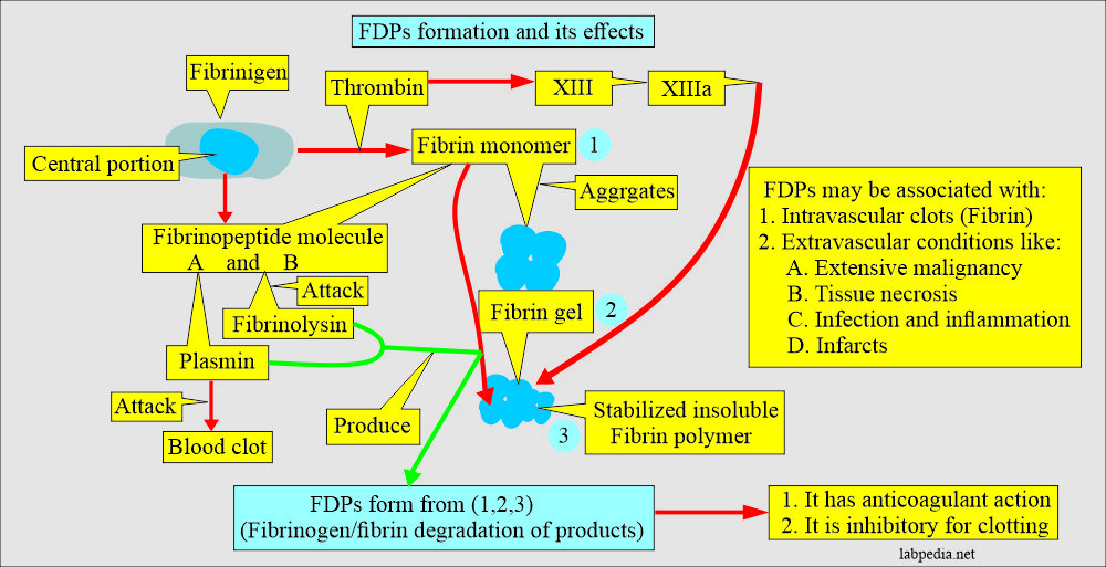 FDPs formation and effects
