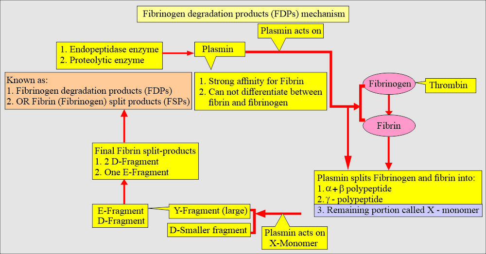 Fibrinogen/Fibrin degradation products (FDPs and d-Dimer) mechanism