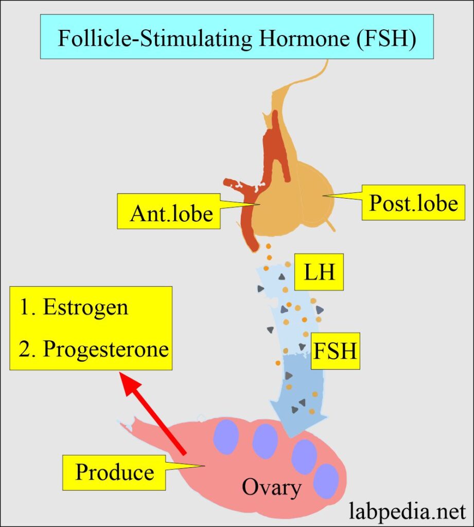 Follicle-Stimulating Hormone (FSH), Follitropin - Labpedia.net