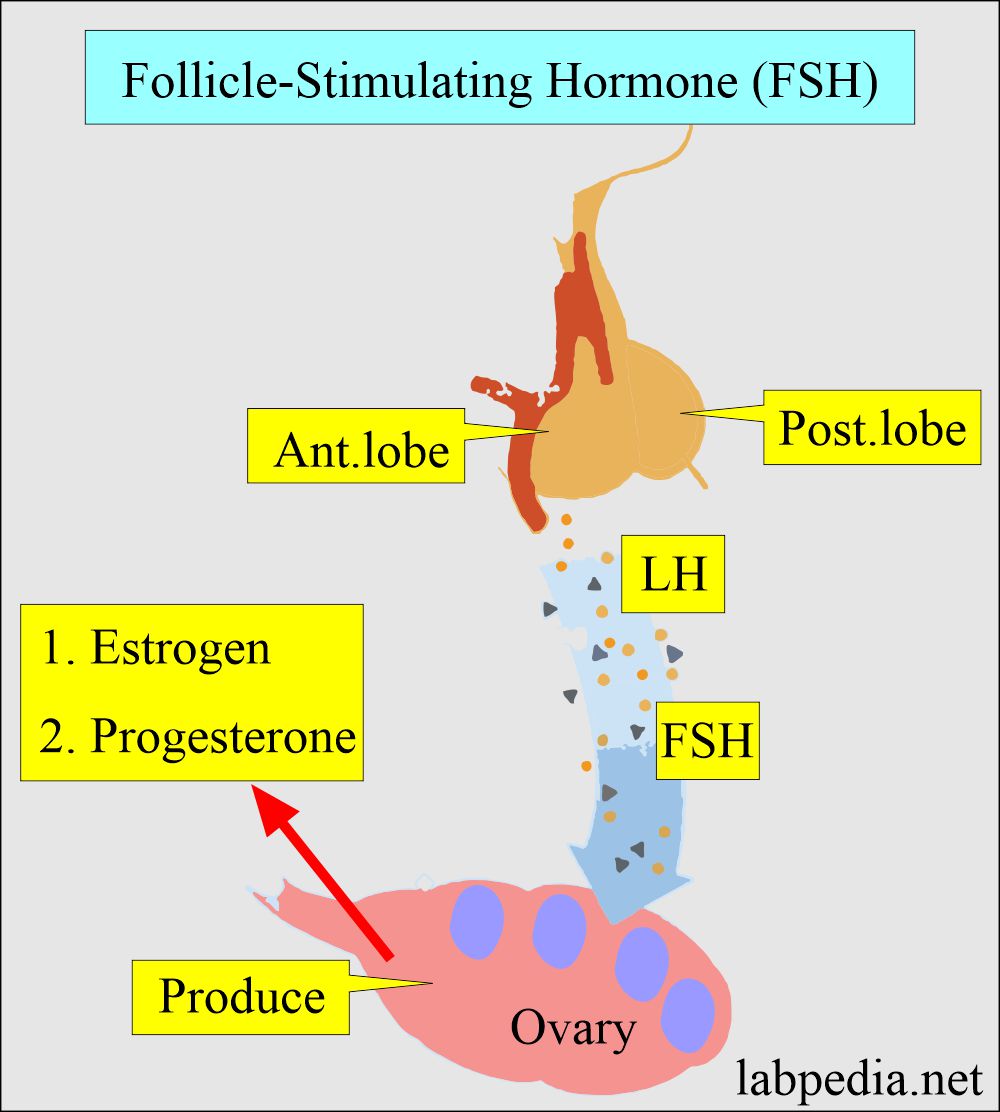 Follicle-stimulating hormone (FSH) action on ovary
