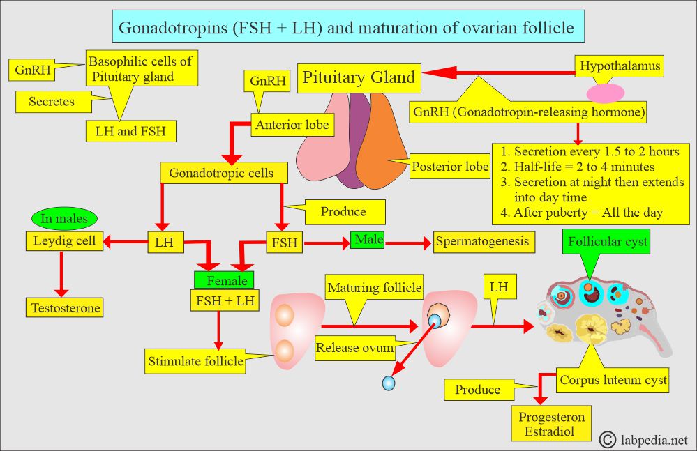 Gonadotropins (FSH and LH) hormones affect for ovulation