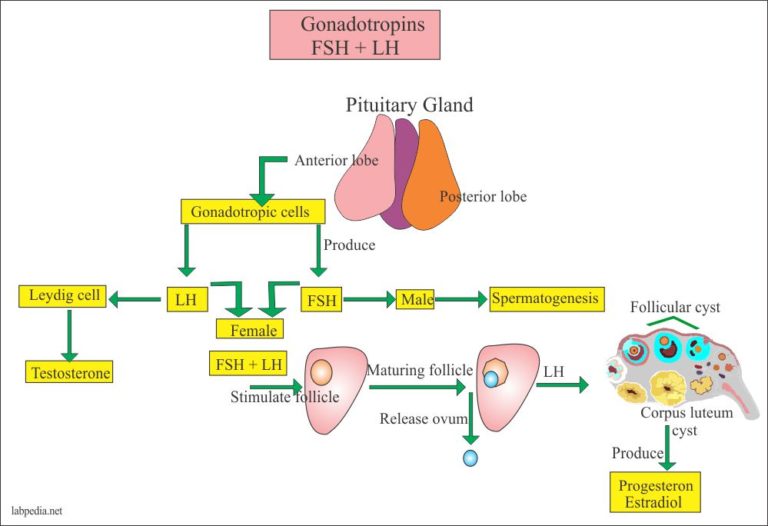 Luteinizing Hormone LH Lutropin Labpedia