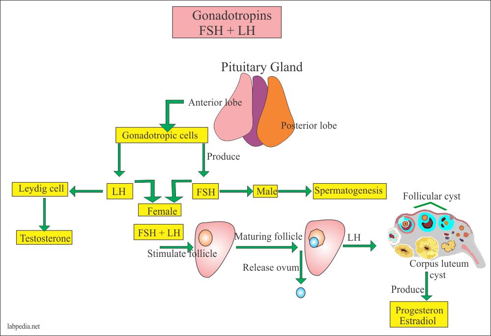 FSH and LH Hormones and Ovary.