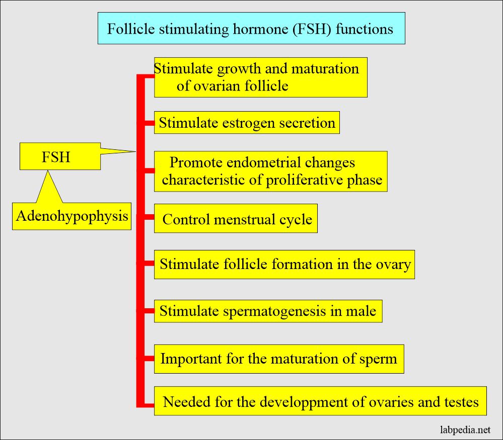 Follicle stimulation hormone (FSH) functions