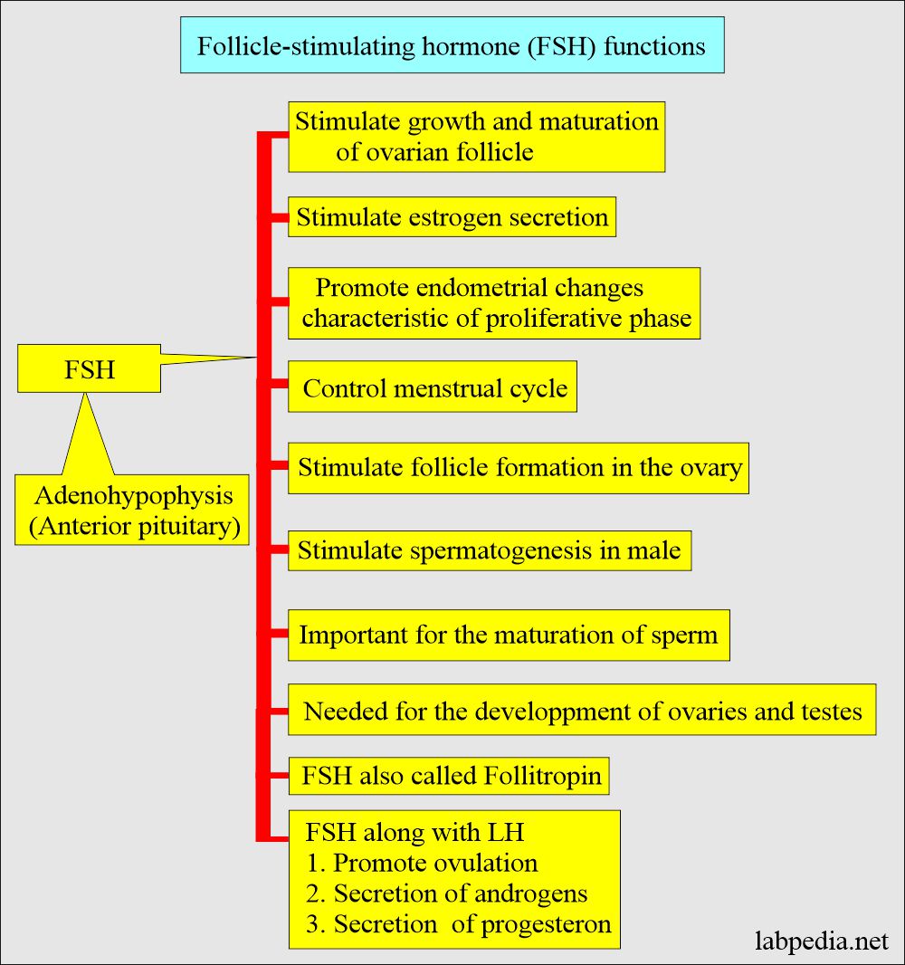 Follicle-stimulation hormone (FSH) functions
