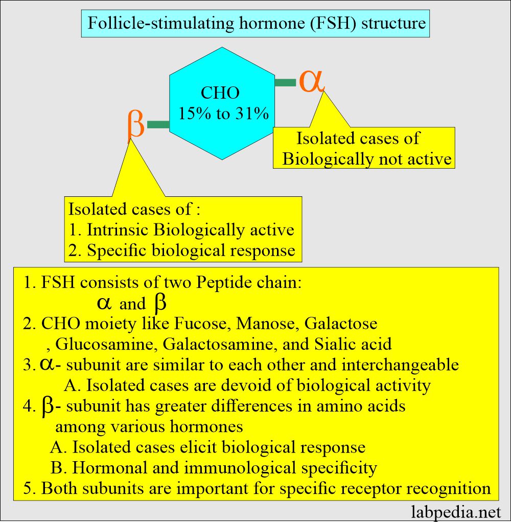 Follicle-stimulating hormone (FSH) structure