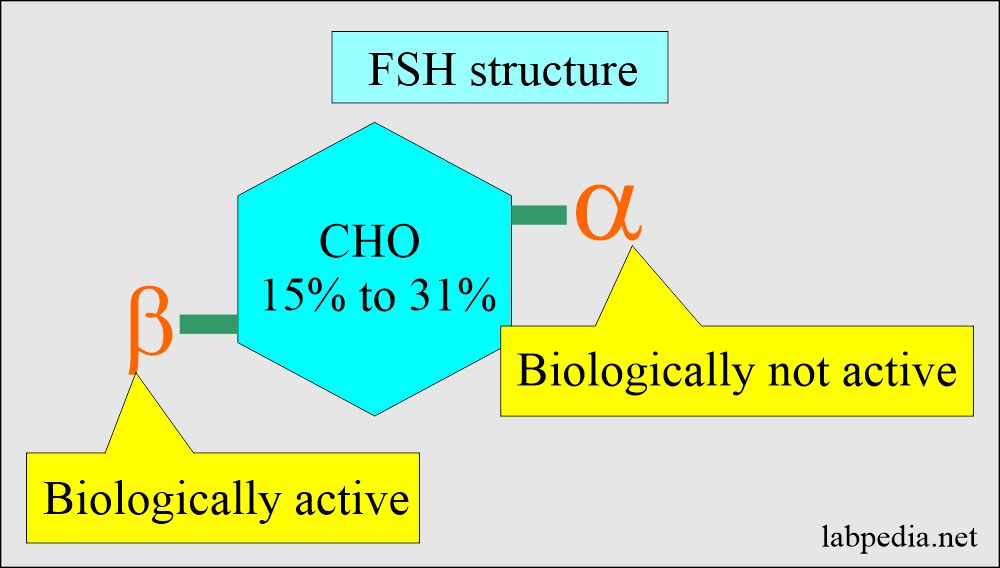 FSH structure