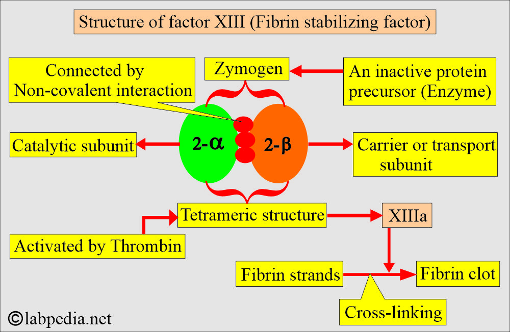 Factor XIII (fibrin-stabilizing factor): Factor XIII activation and fibrin formation Factor XIII (fibrin-stabilizing factor): Factor XIII activation and fibrin formation