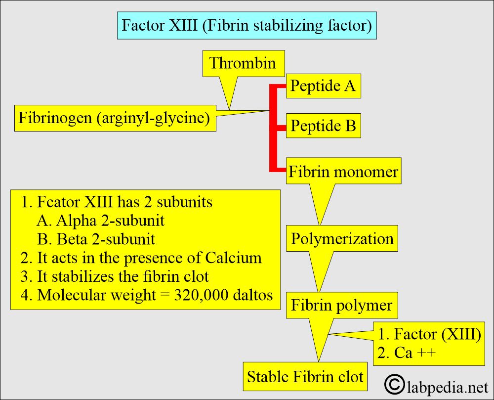 Factor XIII for stabling the clot formation
