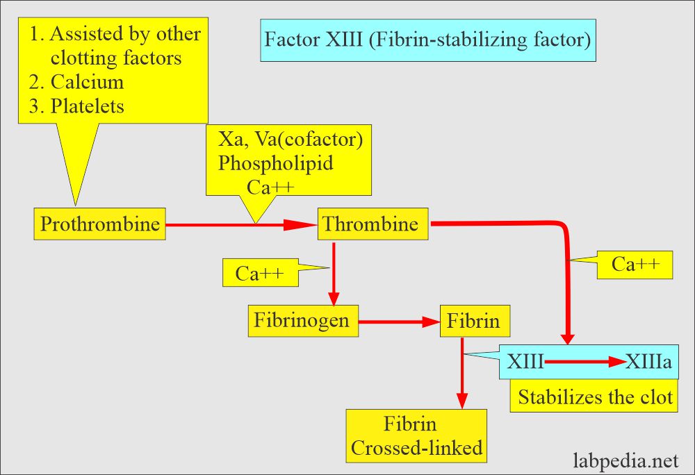 Factor XIII stabilizes the fibrin clot