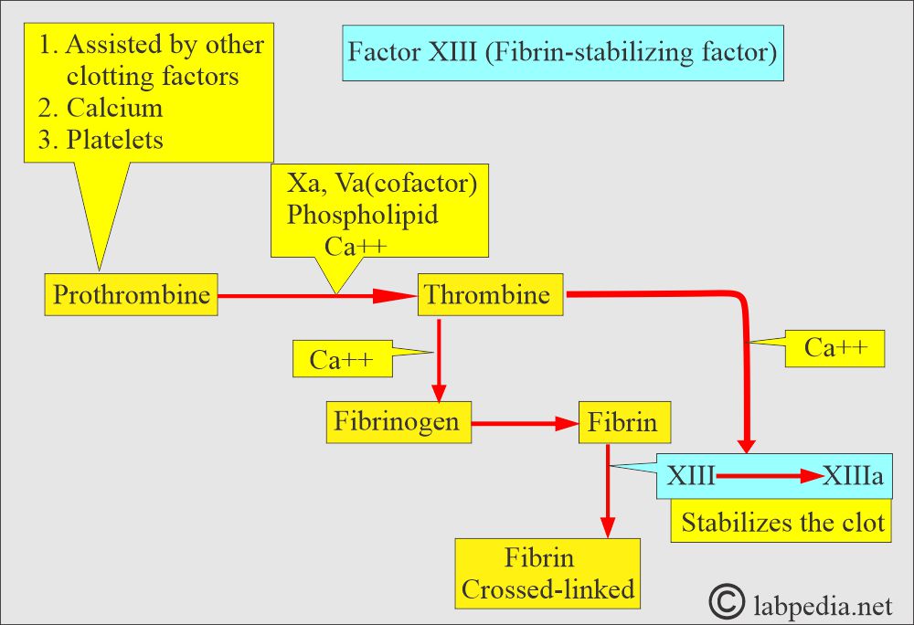 Factor XIII role for stabilizing the clot Factor XIII role for stabilizing the clot