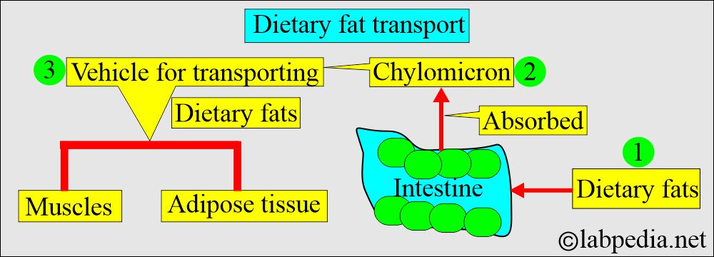 Fat absorption Fat absorption